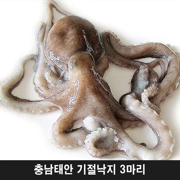 충남태안 기절낙지 3마리(대1마리,특대1마리,왕특대1마리)