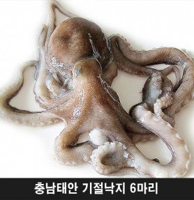 충남태안 기절낙지 6마리(대2마리,특대2마리,왕특대2마리)