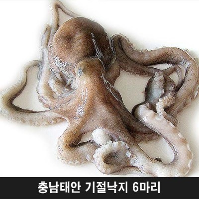 충남태안 기절낙지 6마리(대2마리,특대2마리,왕특대2마리)