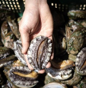 활 대장전복 1kg (13미내외)