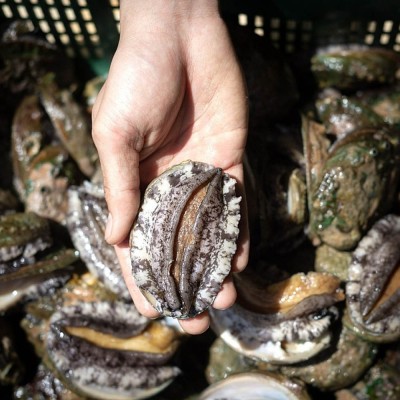 활 대장전복 1kg (13미내외)