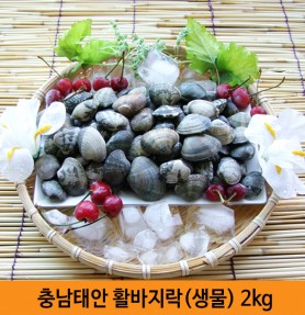 충남태안 활바지락[생물] 2kg